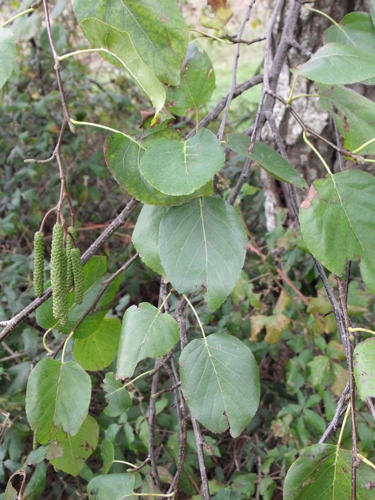 Alnus cordata